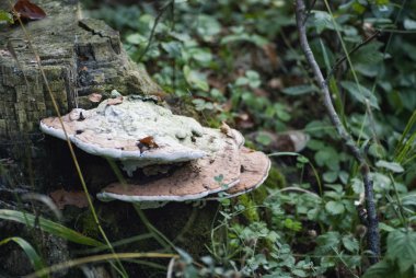 Ölü ağaçlar ahşap mantarlar