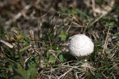 Taze mantar otların arasında büyüyen