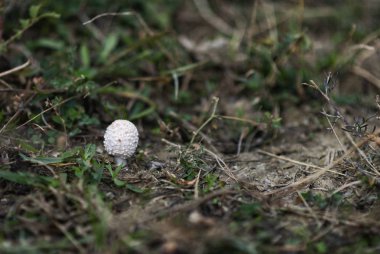 Taze mantar otların arasında büyüyen