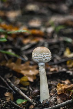 Şemsiye mantar (Macrolepiota procera)