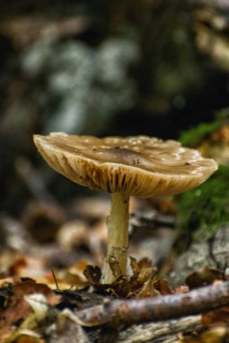 Orman katta taze mantar