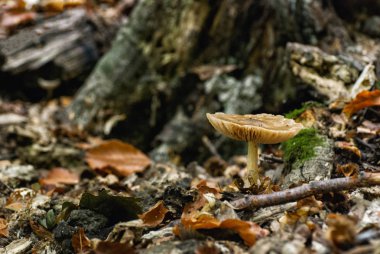 Orman katta taze mantar