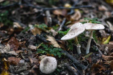 Orman katta taze mantar