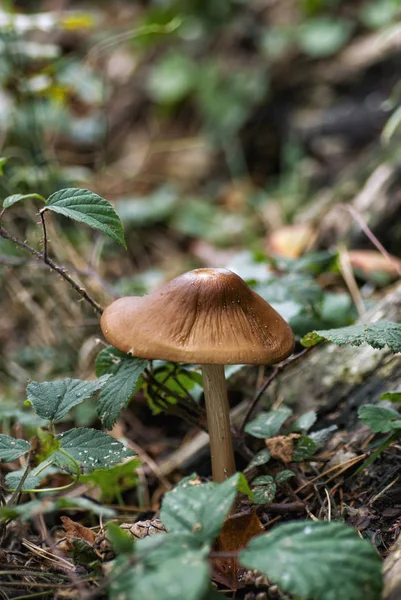 Champignon frais sur le sol de la forêt — Photo