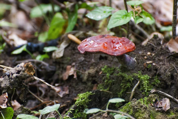 Свіжий гриб на підлозі лісу — стокове фото