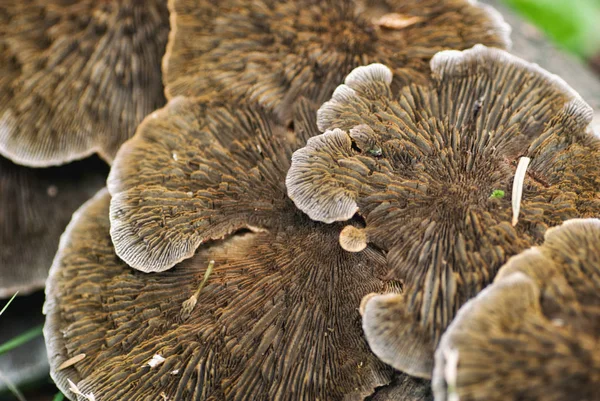 Cluster di funghi — Foto Stock