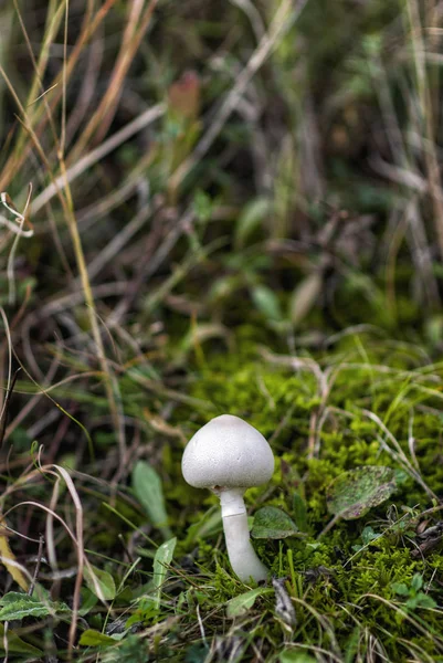 Färsk svamp växer i gräset — Stockfoto