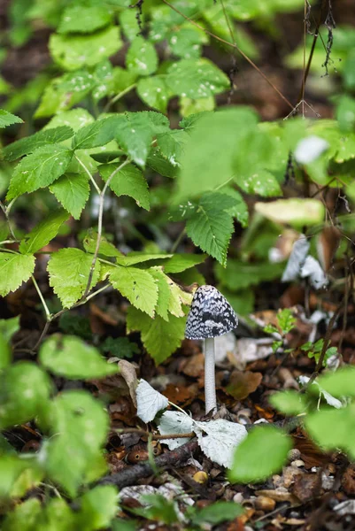 Färska champinjoner i skogen — Stockfoto