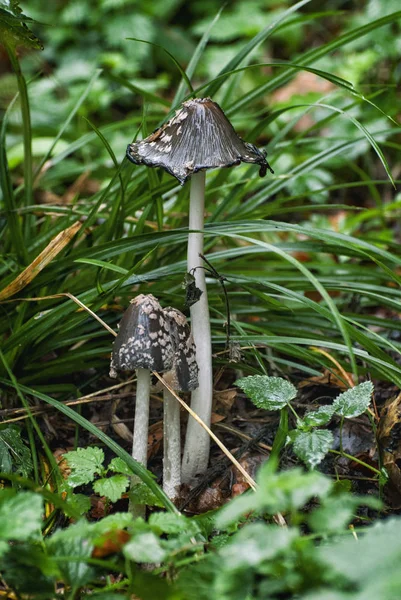 Fungo fresco sul pavimento della foresta — Foto Stock