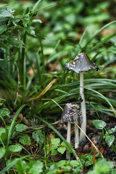 Färska champinjoner i skogen — Stockfoto