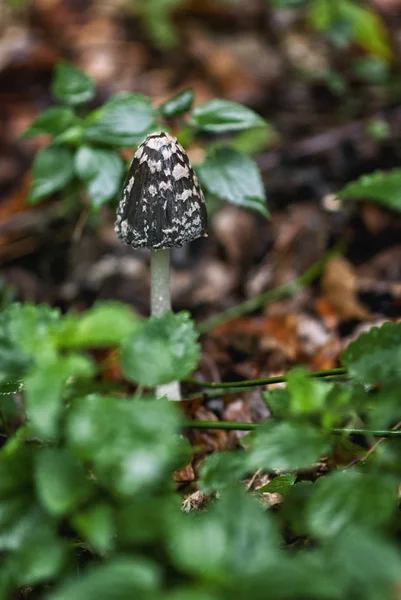 Färska champinjoner i skogen — Stockfoto