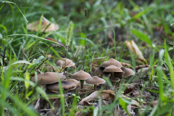 Fresh mushrooms growing in the grass — Stock Photo, Image