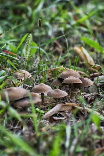 Funghi freschi che crescono nell'erba — Foto Stock