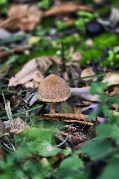 Färsk svamp växer i gräset — Stockfoto