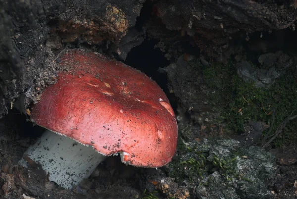 Красный ядовитый гриб — стоковое фото