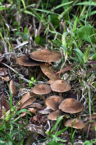 Fresh mushrooms growing in the grass — Stock Photo, Image