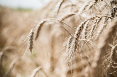 buğday alanında yaz saati