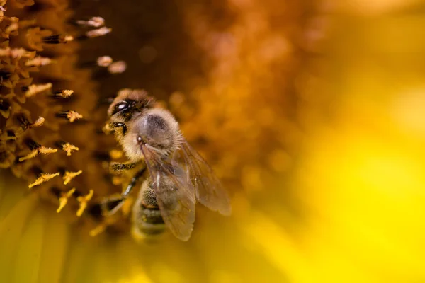 Abeja y girasol — Foto de Stock