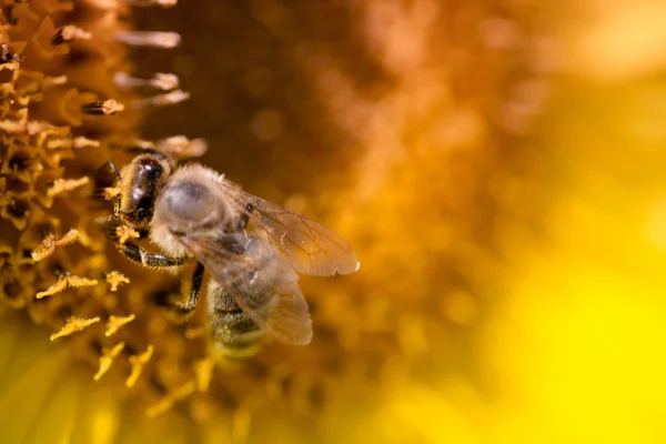 Bee and sunflower — Stock Photo, Image