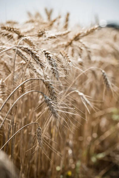 Пшеничное поле в летнее время — стоковое фото
