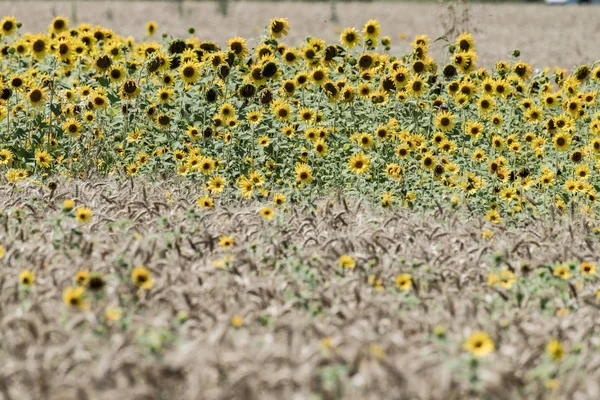 ayçiçeği, buğday alanında