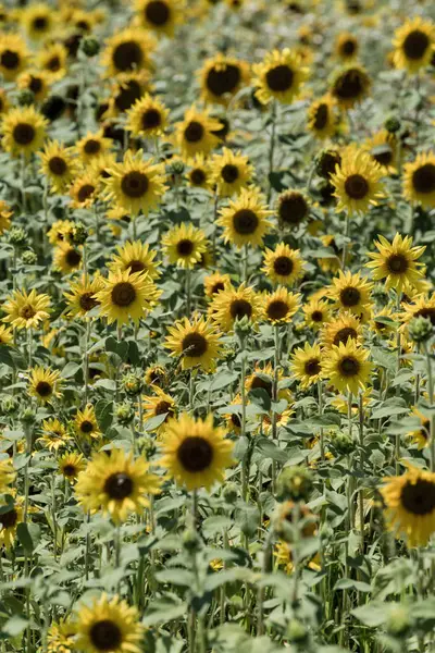 Campo de girassol na hora de verão — Fotografia de Stock