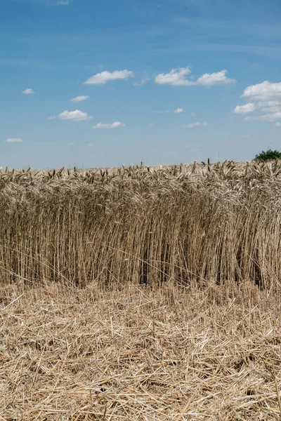 Campo di grano durante l'estate — Foto Stock