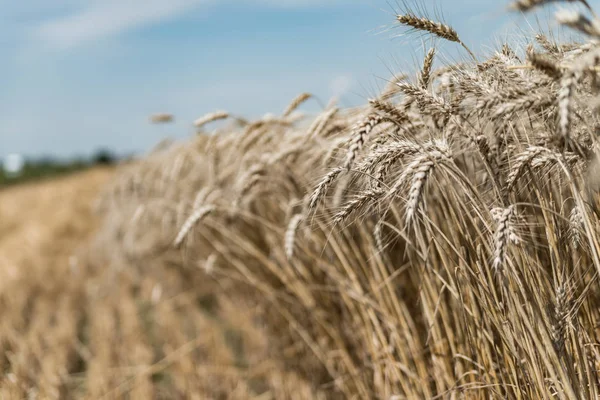 Пшеничное поле в летнее время — стоковое фото