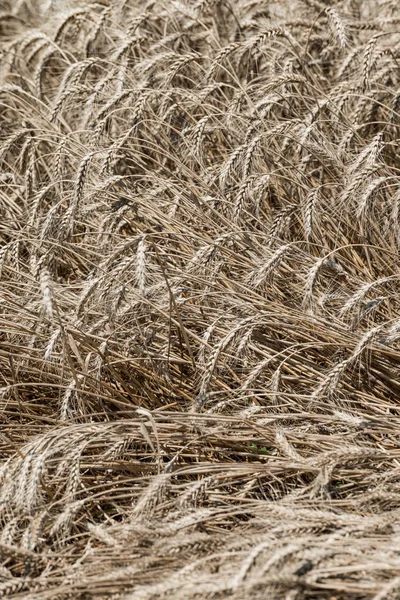 Wheat field in summer time Royalty Free Stock Images