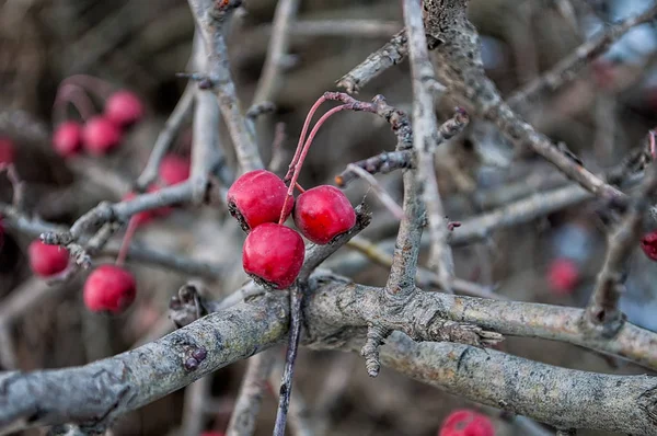 Bayas de espino rojo silvestre —  Fotos de Stock