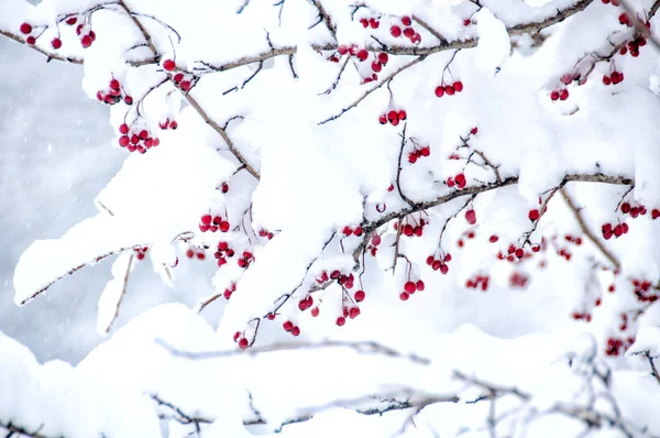 Hawthorn berries under snow Stock Picture