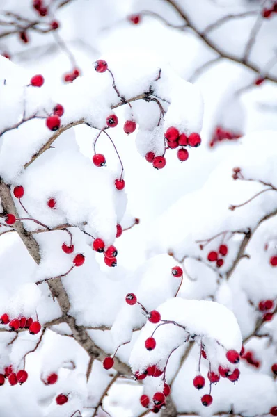 Hawthorn berries under snow Stock Photo