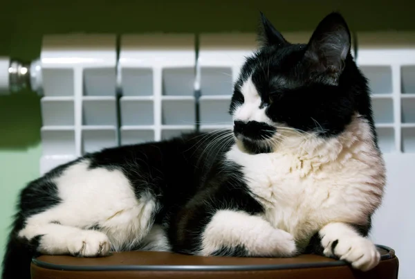 Um gato preto e branco engraçado com um focinho incomum se aquece — Fotografia de Stock