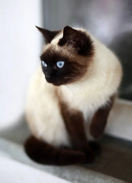 Cat with eyes blue — Stock Photo, Image