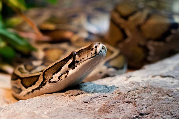 Serpent dans le terarium — Photo