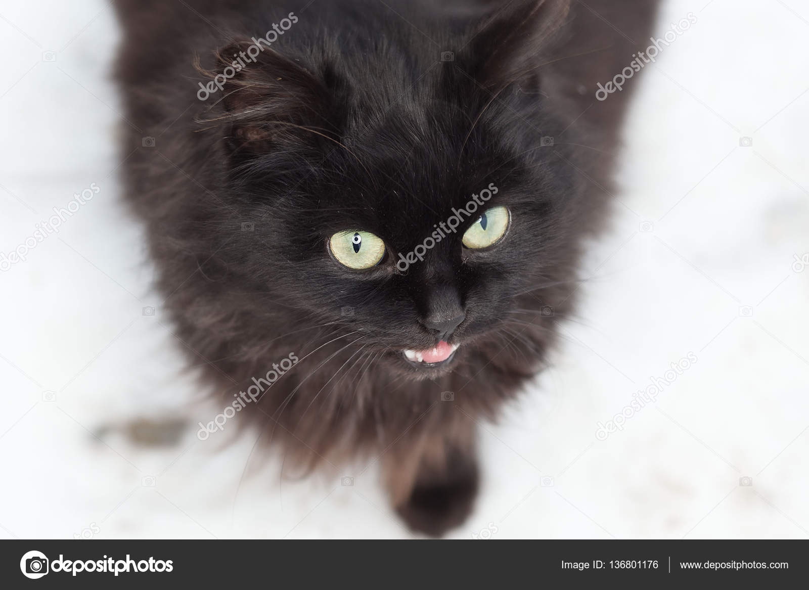 Gatto Nella Neve Foto Stock Dexteris 136801176