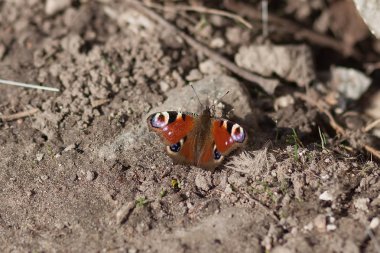 bahar çiçekleri Bahçe Yeşil