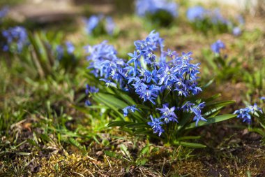 bahar çiçekleri Bahçe Yeşil
