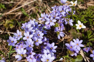 bahar çiçekleri Bahçe Yeşil