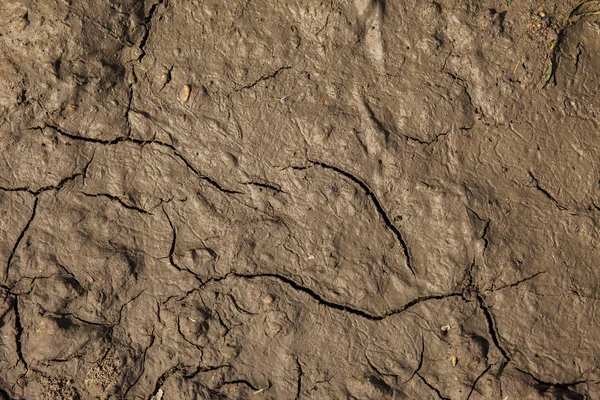 Dry cracked ground — Stock Photo, Image