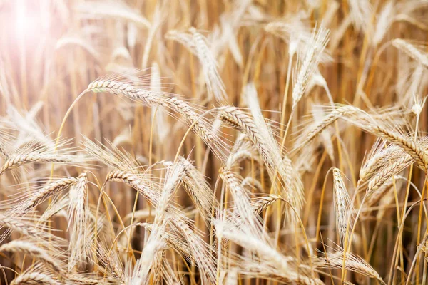 Wheat on farm field — Stock Photo, Image