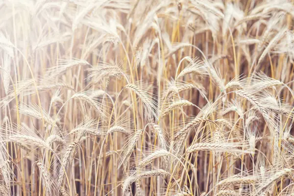 Wheat on farm field — Stock Photo, Image