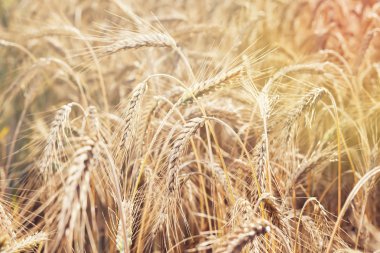 Buğday çiftlik alanı