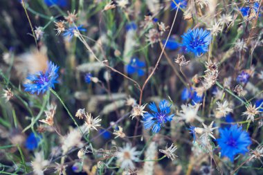 Çiftlik alanı niteliğine peygamber çiçeği