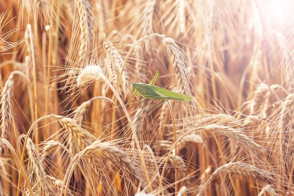 Een sprinkhaan op een tarwe — Stockfoto