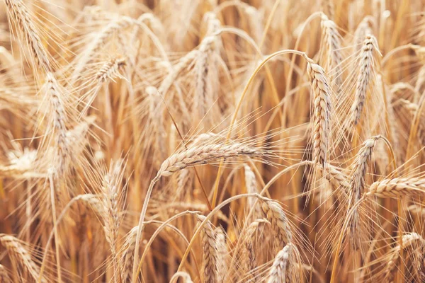 Wheat on farm field — Stock Photo, Image