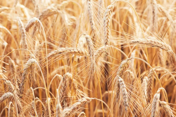 Wheat on farm field — Stock Photo, Image