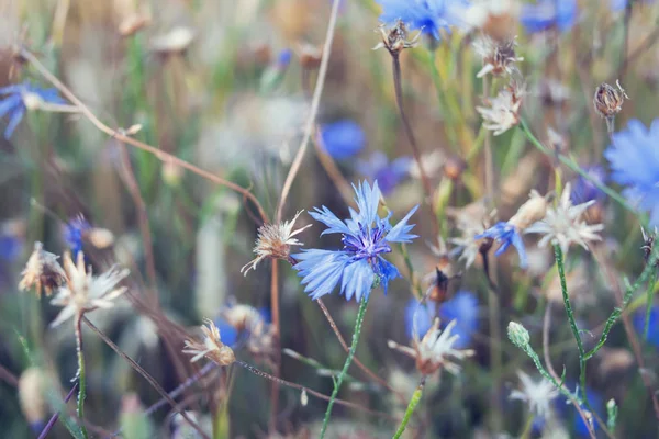 Çiftlik alanı niteliğine peygamber çiçeği