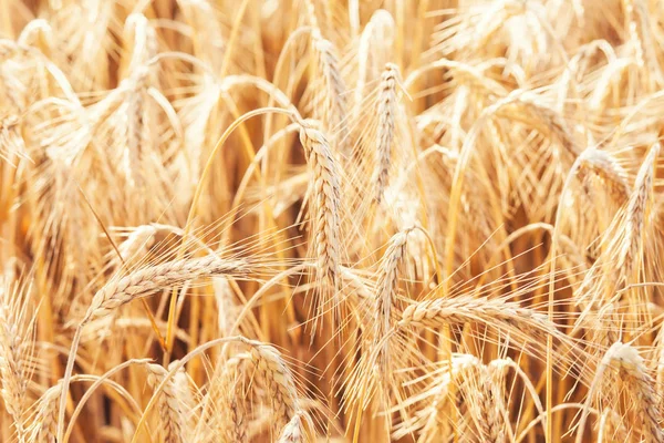 Wheat on farm field — Stock Photo, Image