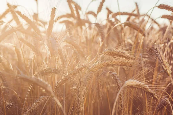 Wheat on farm field — Stock Photo, Image